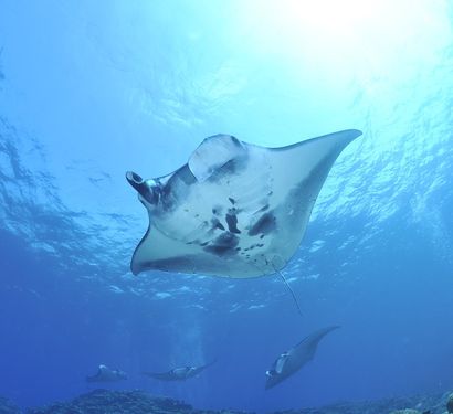 MALE ATOLL