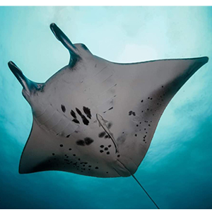 SOUTH MALE ATOLL