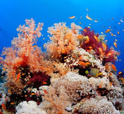 ELPHINSTONE REEF
