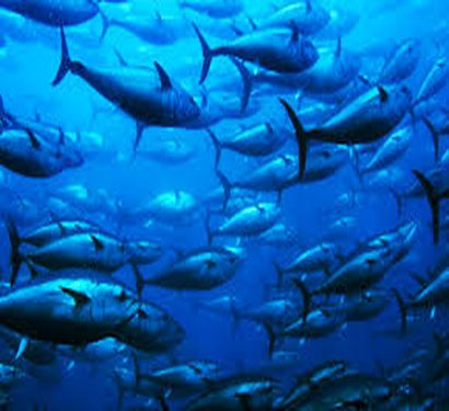 FURY SHOAL