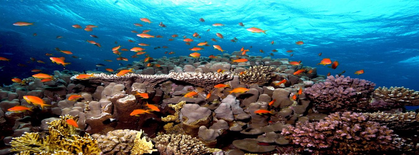 Northern Red Sea, Ras Mohamed, Straits of Tiran