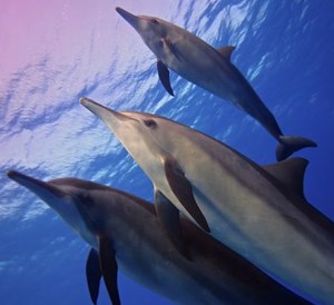 Daedalus & Fury Shoal