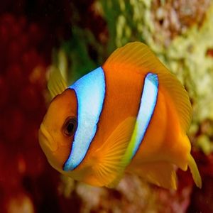 Northern Red Sea, Ras Mohamed, Straits of Tiran